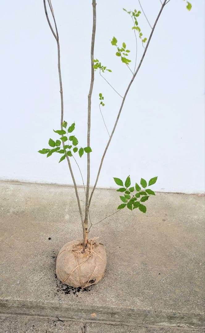 極上。特大。山採りアオダモ。