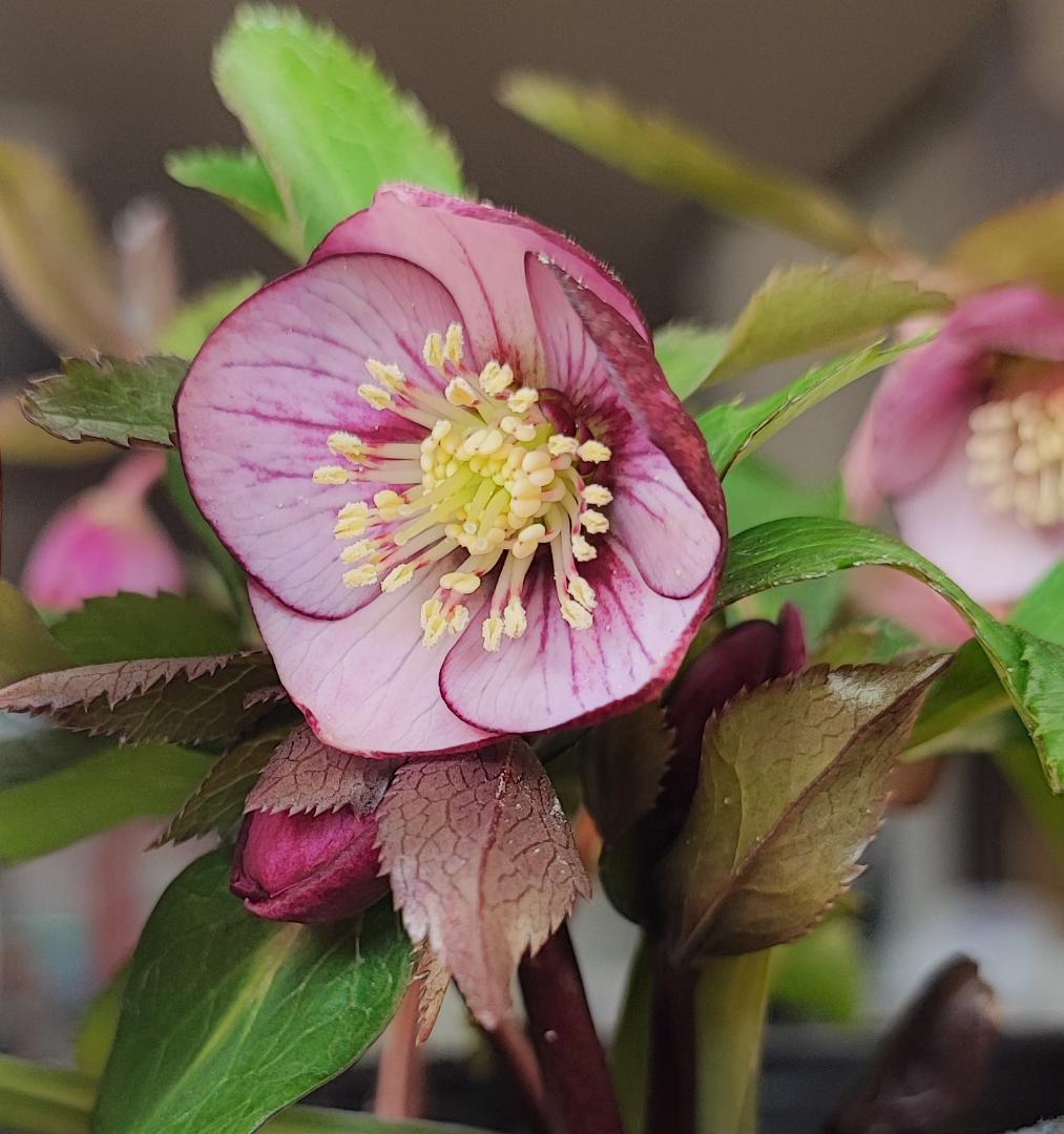ベビードール★濃赤★クリスマスローズ★開花株★横山園芸