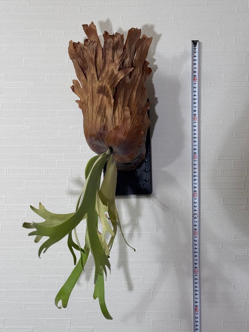 ビカクシダ ウィリンキー　板付