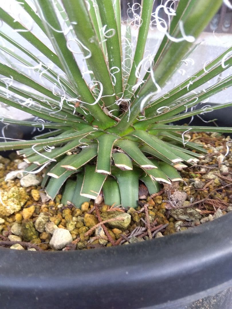 アガベ　滝の白糸　大株❗耐寒強❗