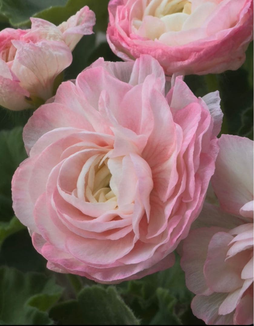 珍しいゼラニウム新苗