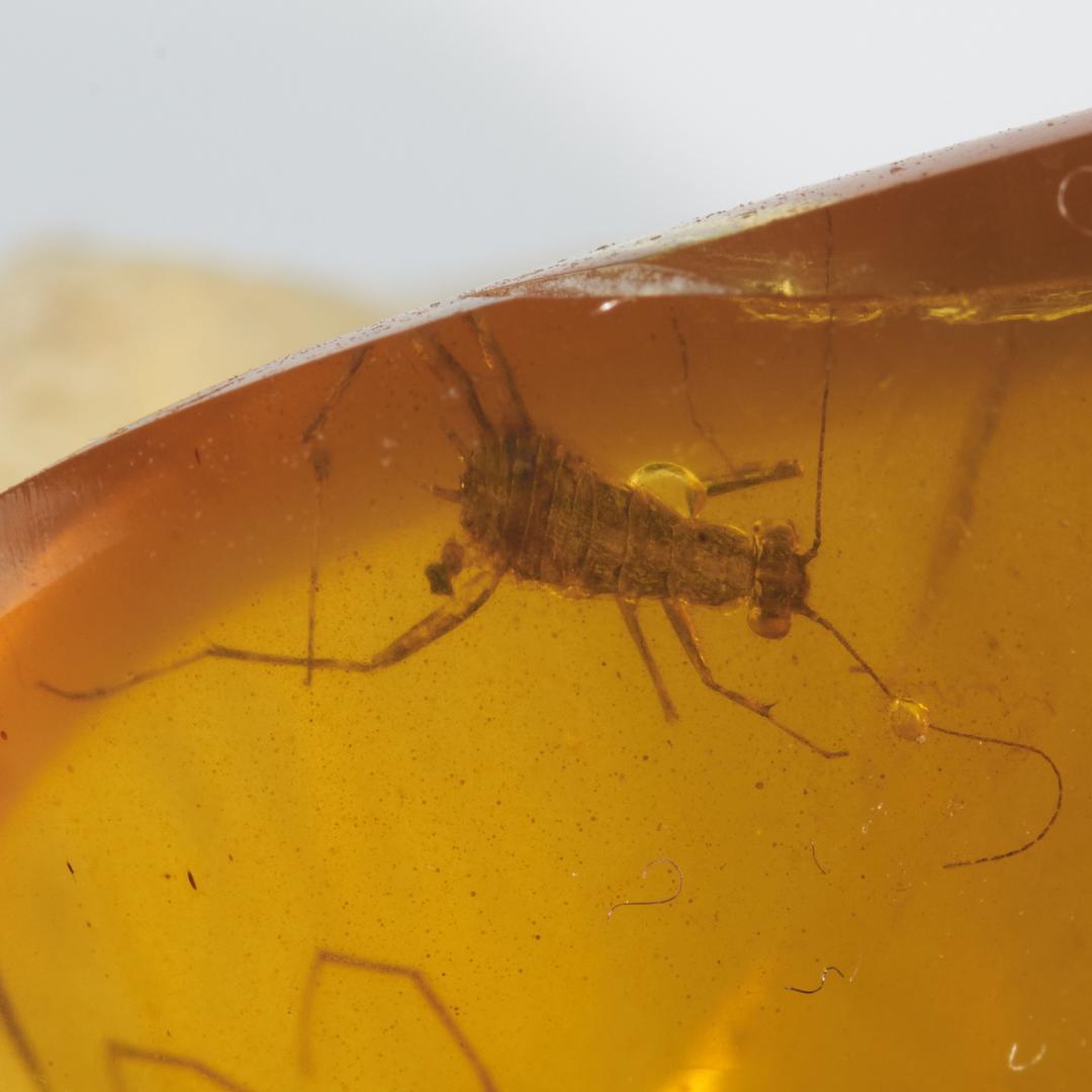 レア極上品 PA0051虫入り琥珀化石　ミャンマーカムティかタナイ9900万年前