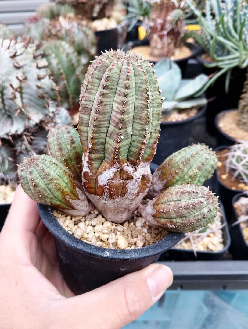 ユーフォルビア オベサ 群生オールド株