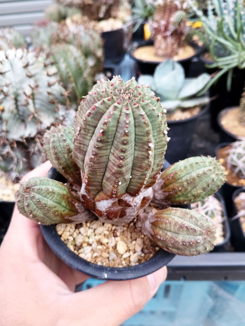 ユーフォルビア オベサ 群生オールド株