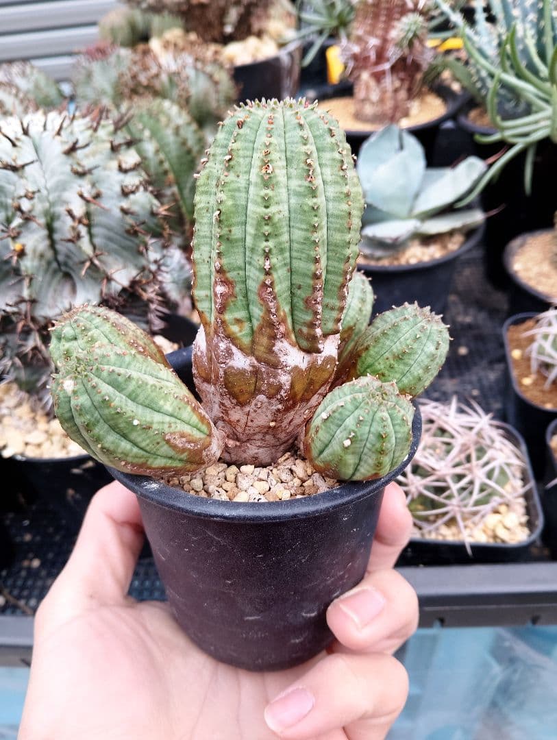 ユーフォルビア オベサ 群生オールド株