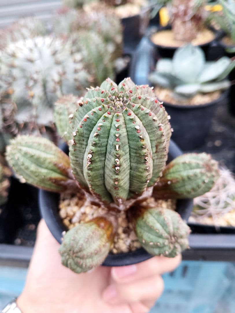 ユーフォルビア オベサ 群生オールド株
