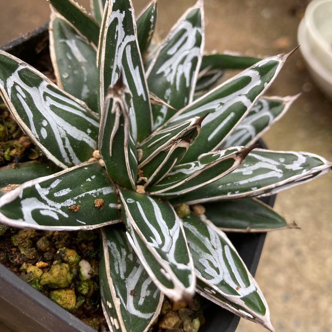 わ*︎様 アガベ　姫笹雪　良タイプカキ子