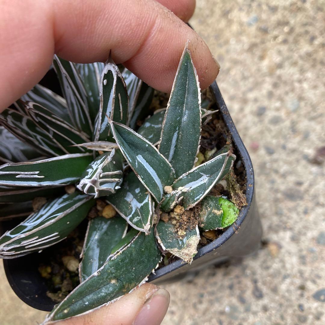 わ*︎様 アガベ　姫笹雪　良タイプカキ子