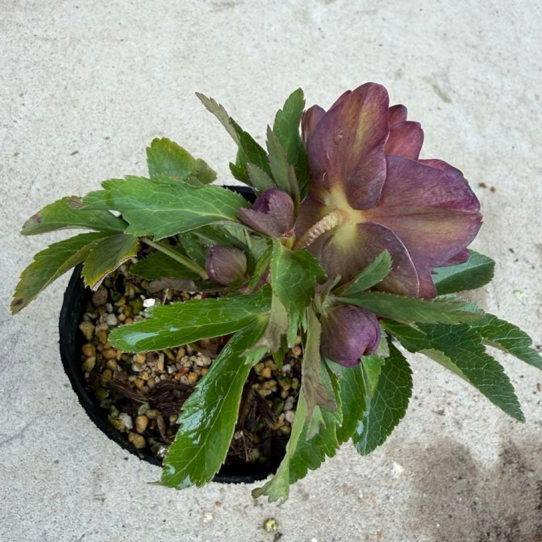 098 クリスマスローズ　開花株