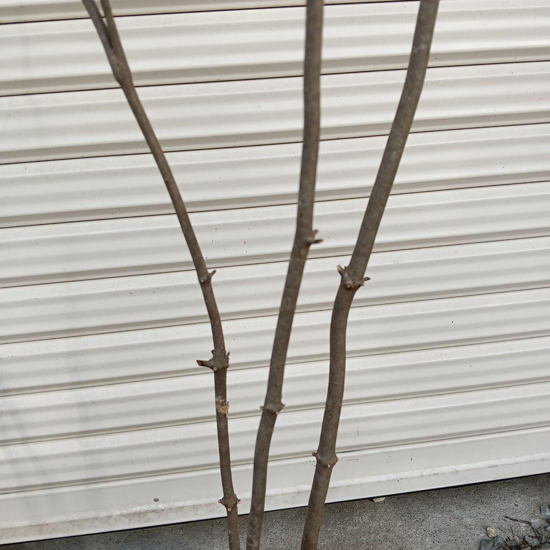 アブラツツジ　3本立ち　山採り