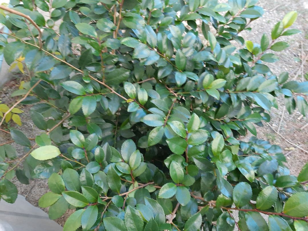 未使用　裏千家の丸棚　福井河田塗　組み立て式ではない