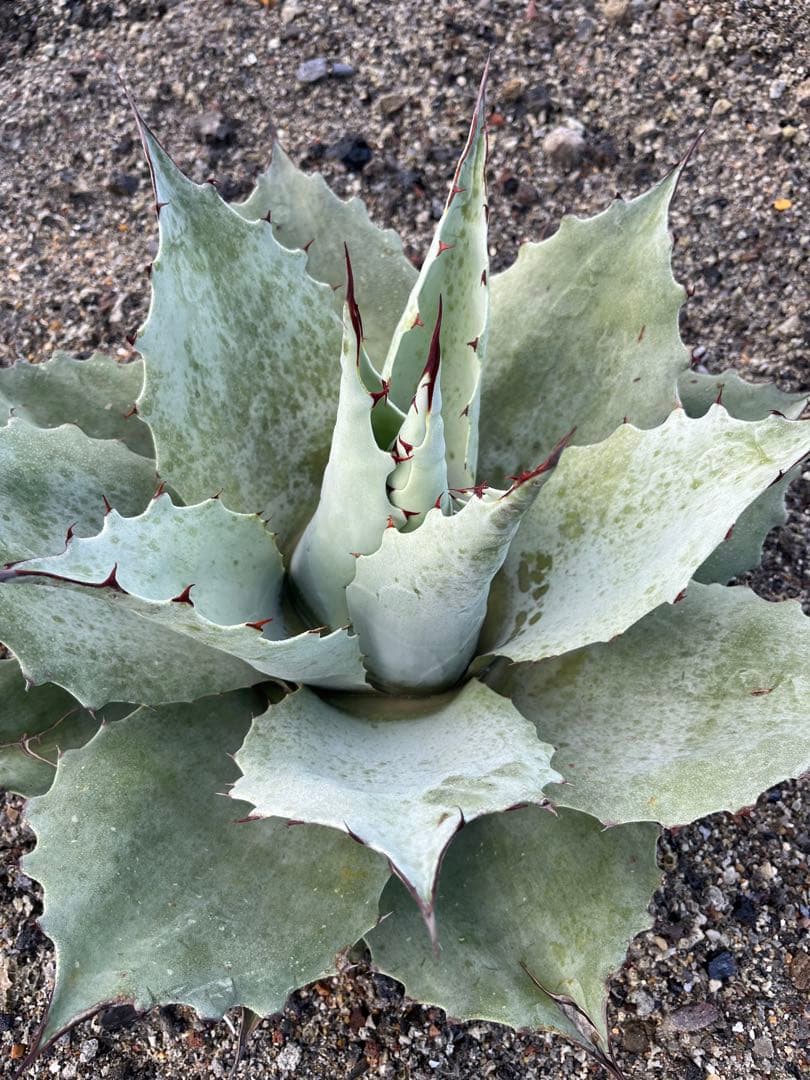 アガベ　オバティフォリアドワーフ  ワイドリーフ　US輸入　発根済み　鉢ごと発送