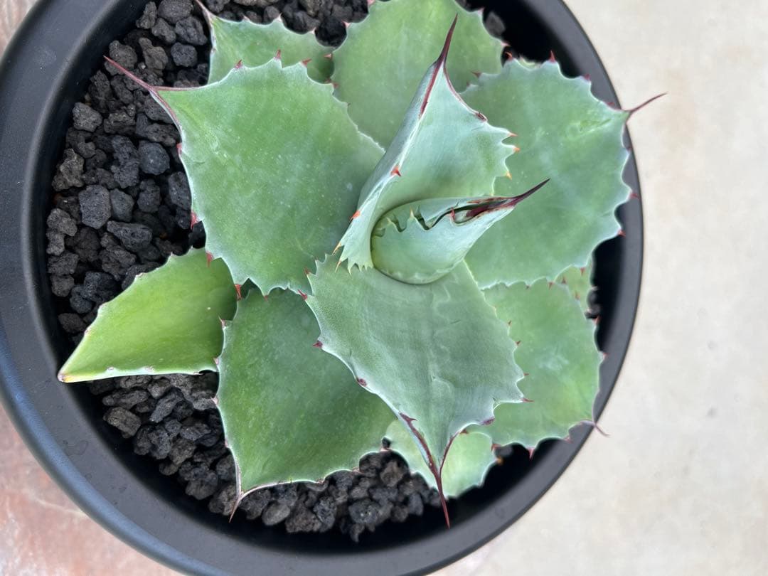 アガベ　オバティフォリアドワーフ  ワイドリーフ　US輸入　発根済み　鉢ごと発送