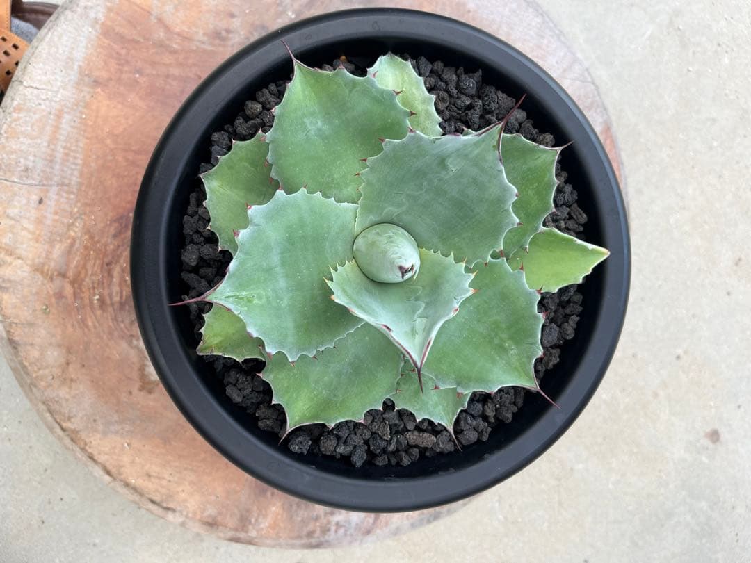 アガベ　オバティフォリアドワーフ  ワイドリーフ　US輸入　発根済み　鉢ごと発送