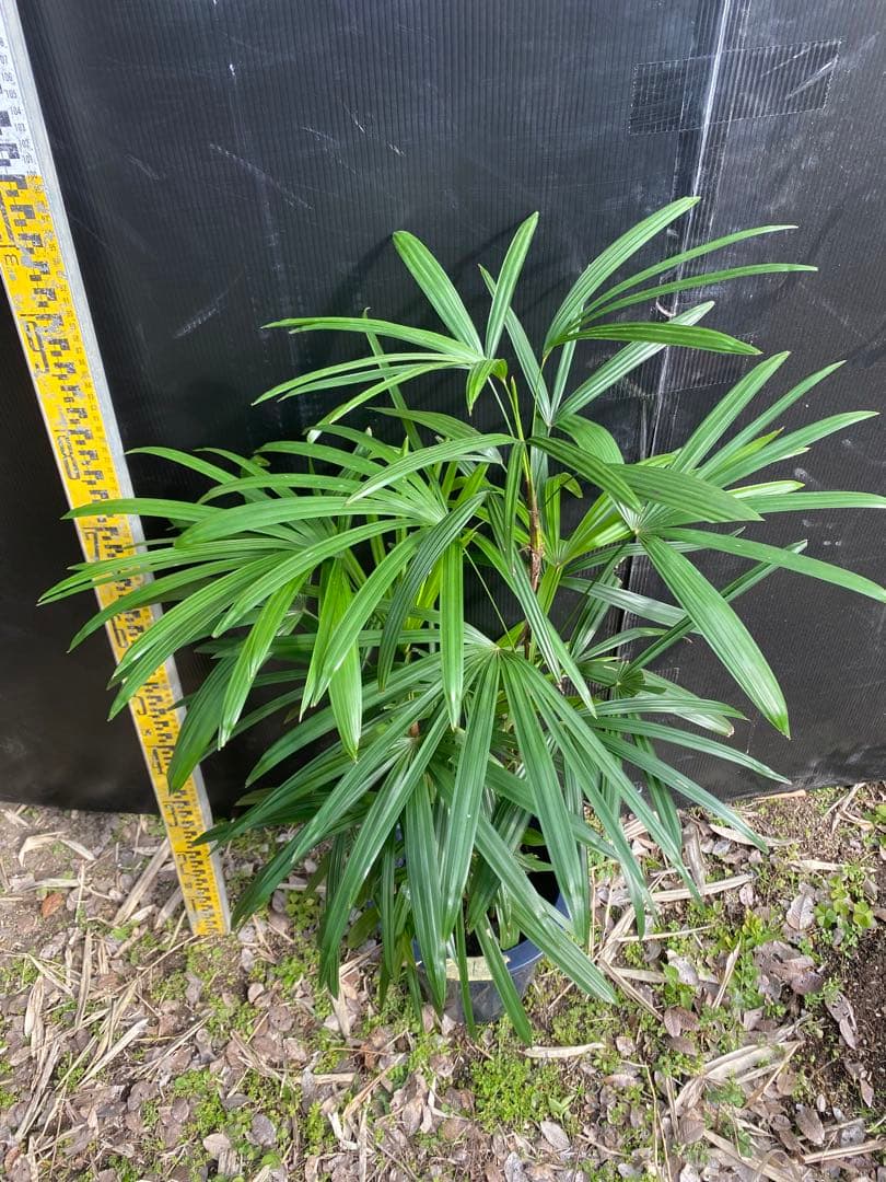 シュロチク　棕櫚竹　8号鉢　1 観葉植物