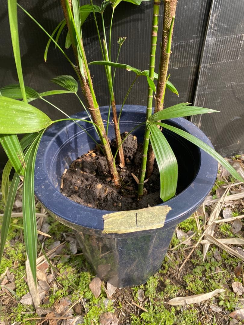 シュロチク　棕櫚竹　8号鉢　1 観葉植物
