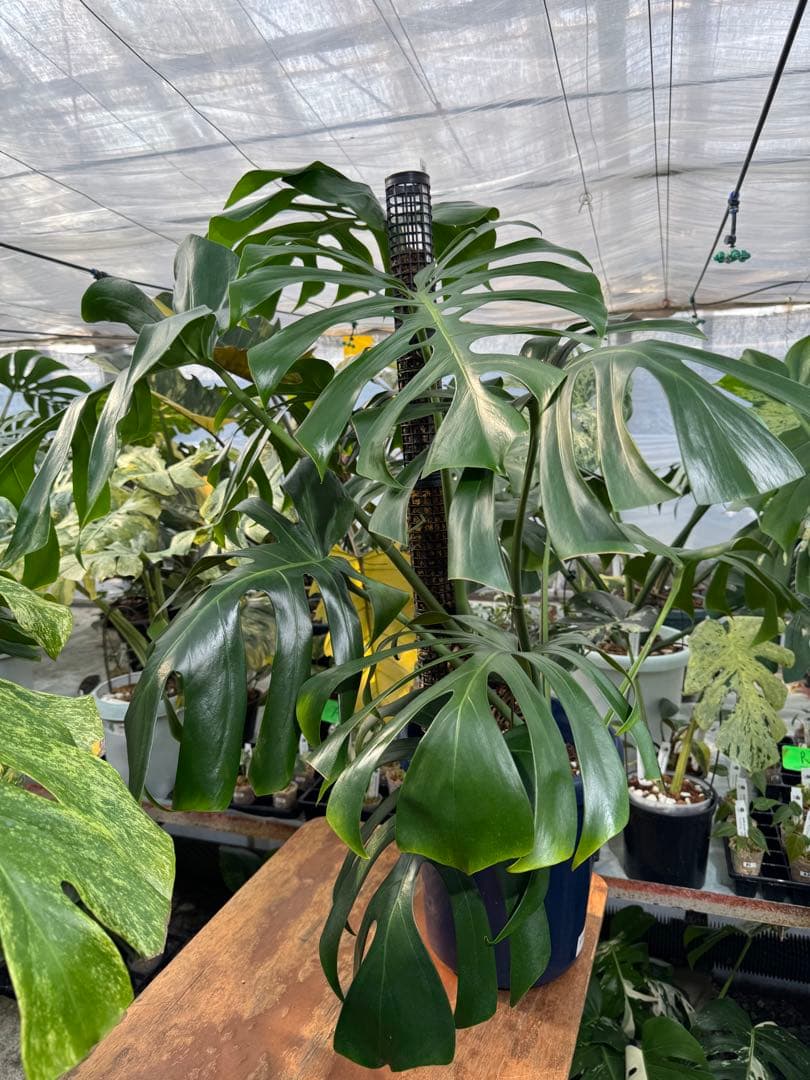 モンステラ　オリジナル　ブラジリアンフォーム　巨大株