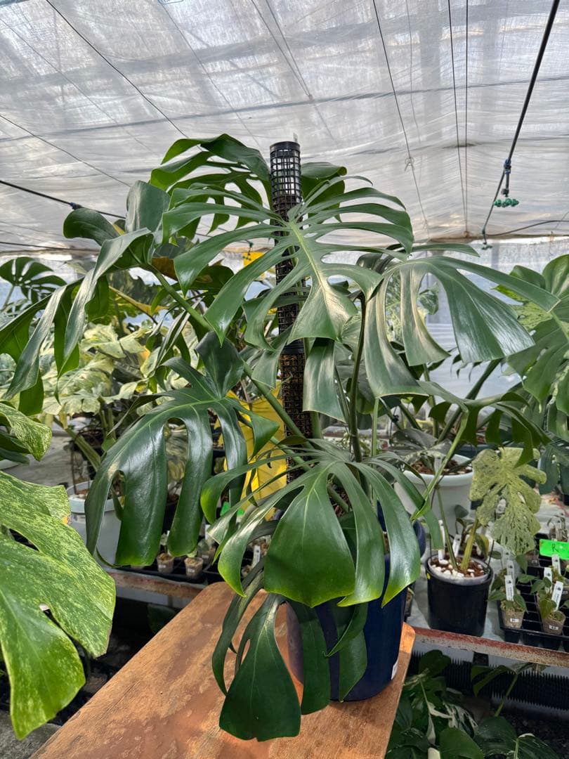 モンステラ　オリジナル　ブラジリアンフォーム　巨大株