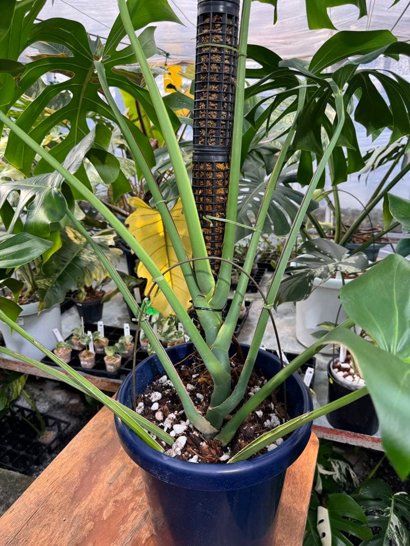 モンステラ　オリジナル　ブラジリアンフォーム　巨大株