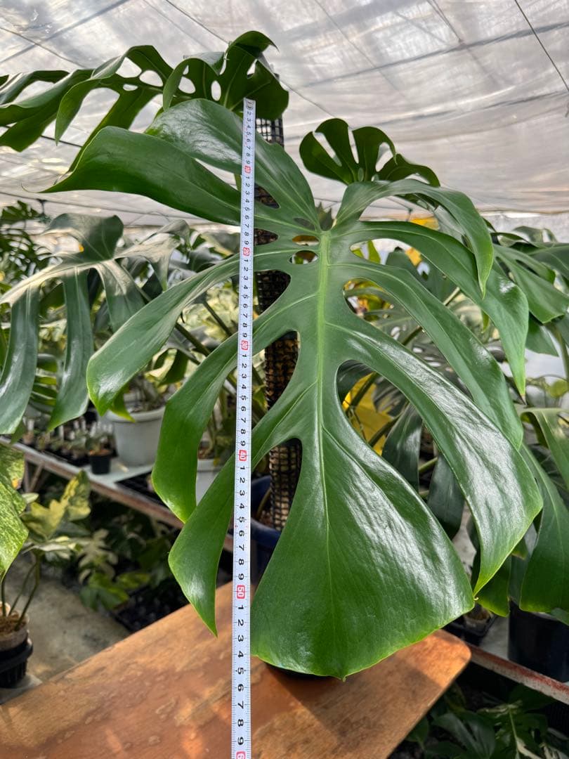 モンステラ　オリジナル　ブラジリアンフォーム　巨大株