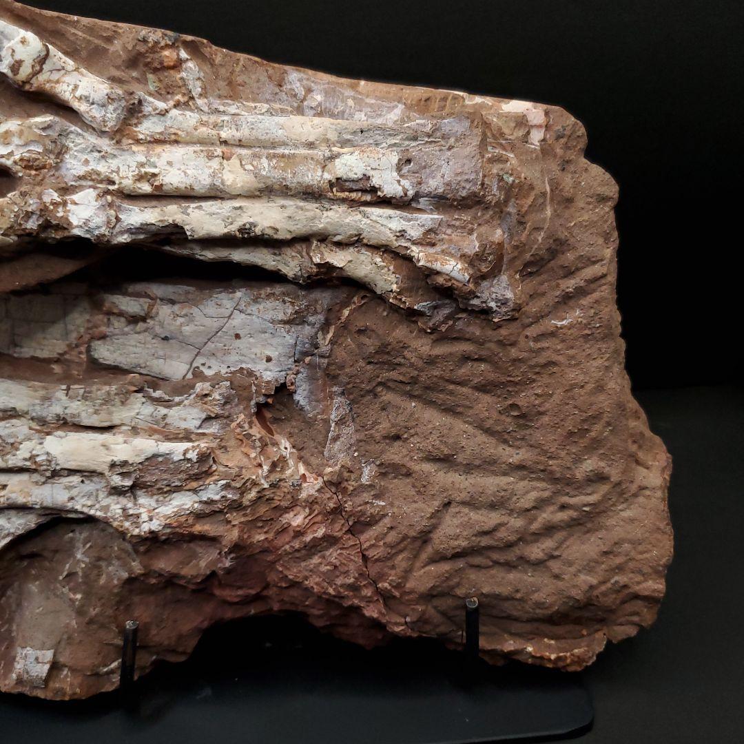 オヴィラプトル類 足 骨 本物 化石 中国産 208.95mm fr155