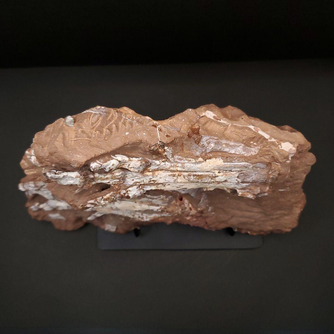 オヴィラプトル類 足 骨 本物 化石 中国産 208.95mm fr155