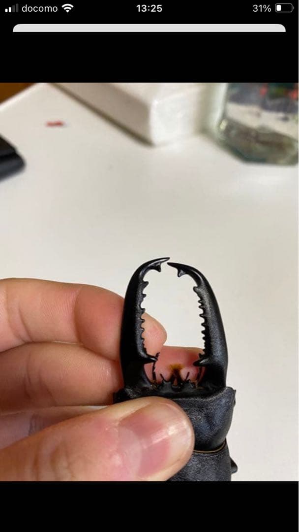 【昆虫標本】パラワン、ゼブラ、フルストルファー、スマトラ