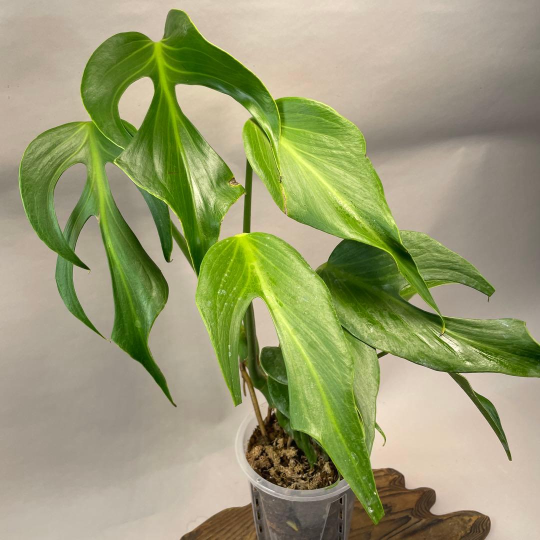 招*6様 a09モンステラ バールマルクスフレーム