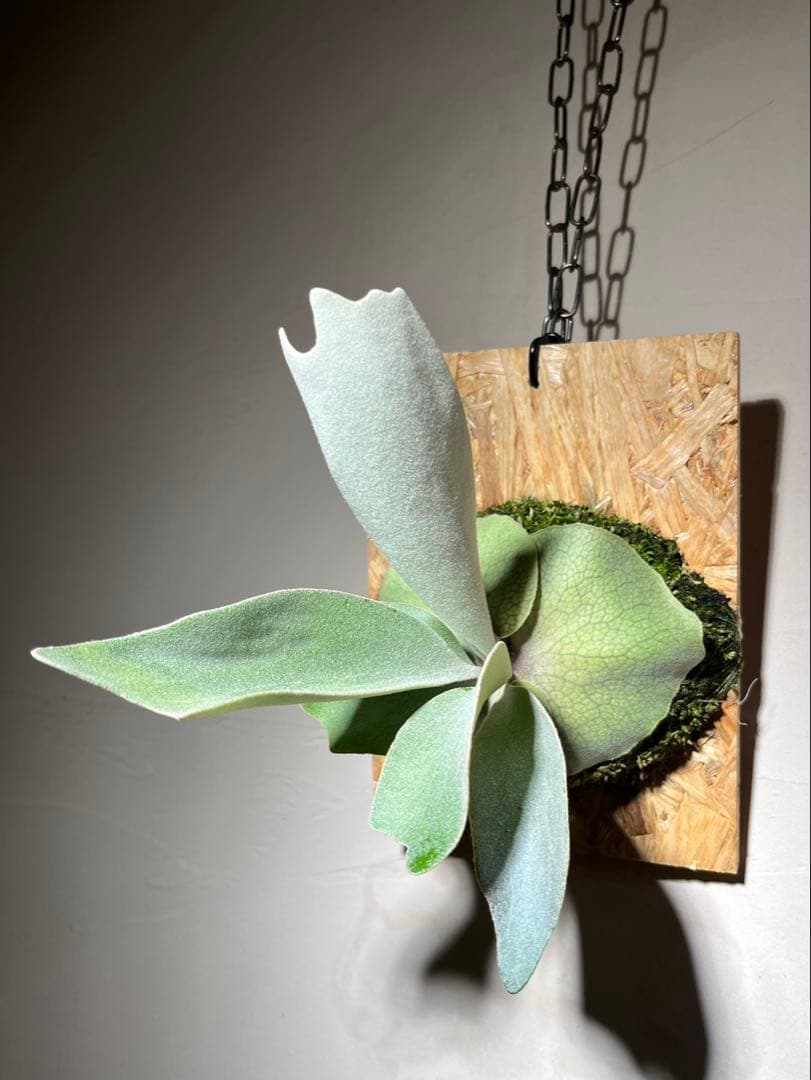 P.Elsa OC エルサ　オリジナルからの株分け子株