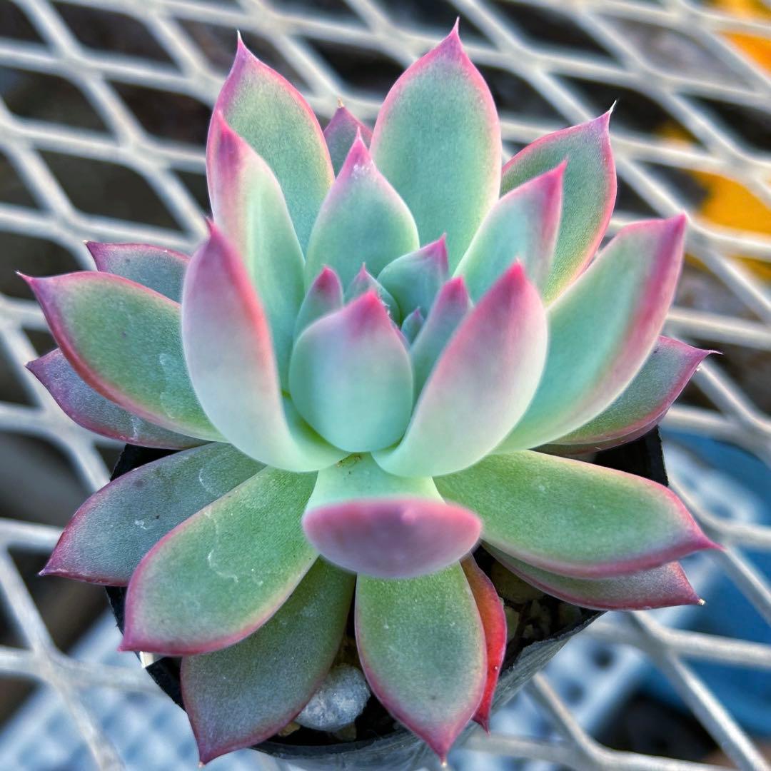 エケベリア　二瓶リンゼアナ　ニヘイリンゼアナ　多肉植物　抜き苗