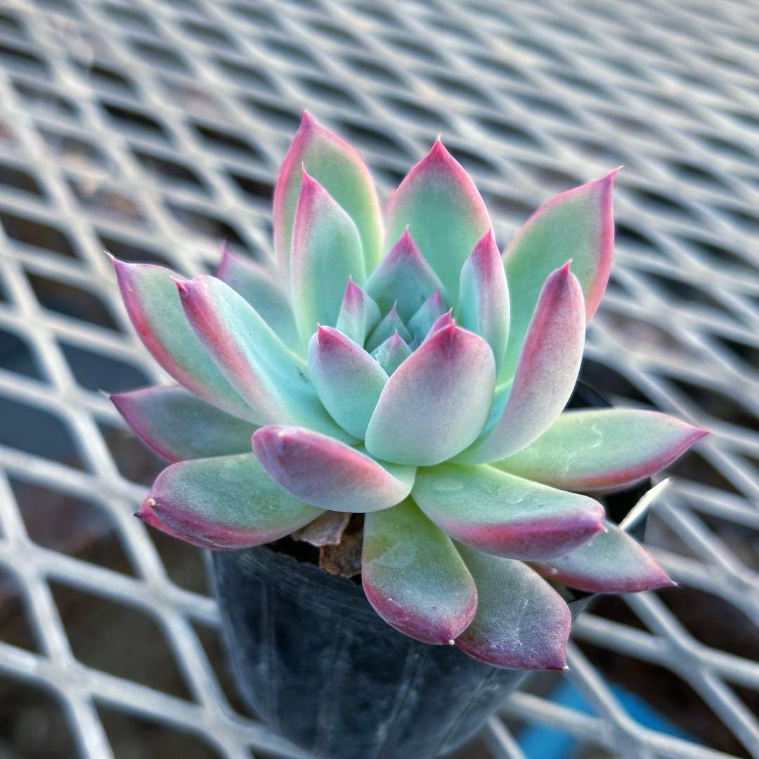 エケベリア　二瓶リンゼアナ　ニヘイリンゼアナ　多肉植物　抜き苗