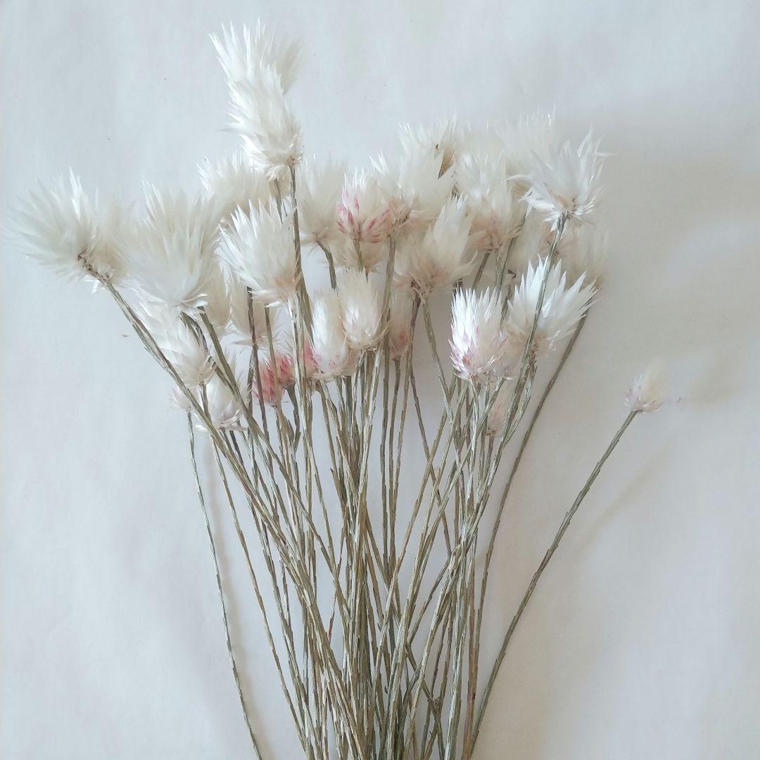 ドライフラワー様