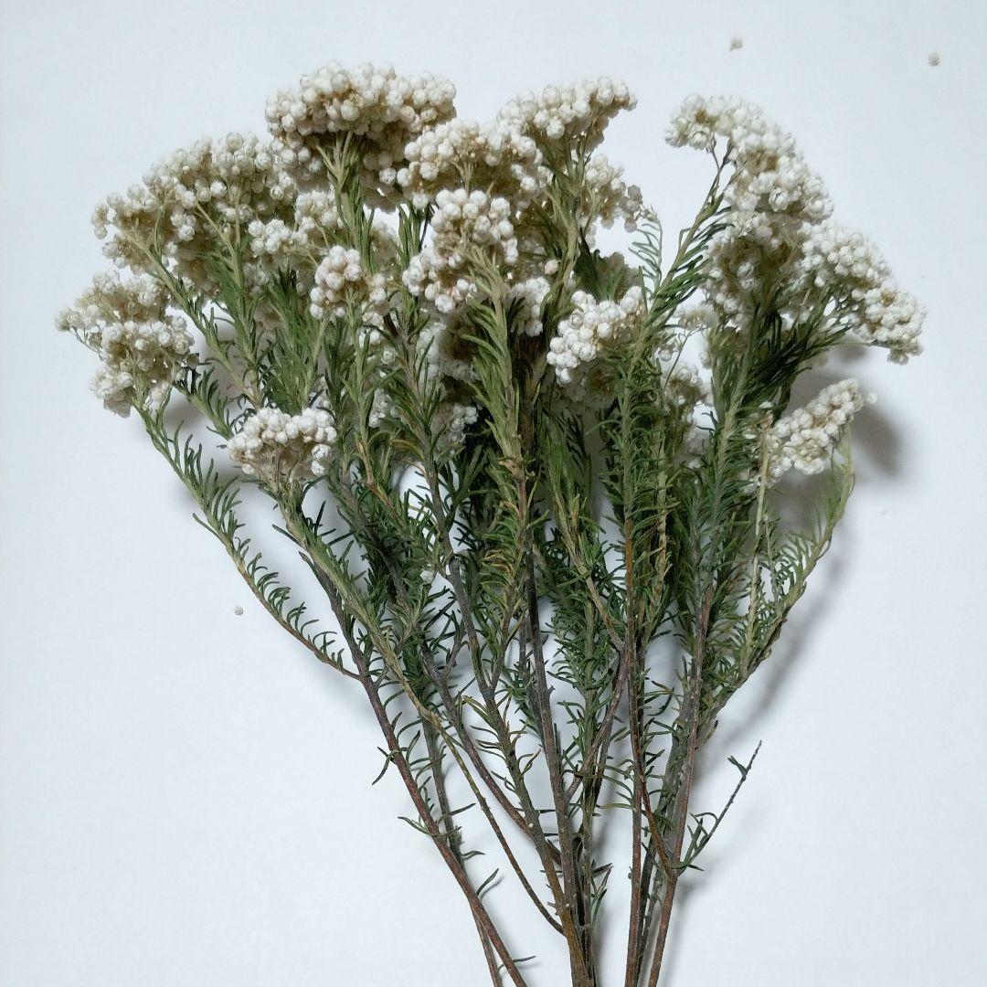 ドライフラワー様