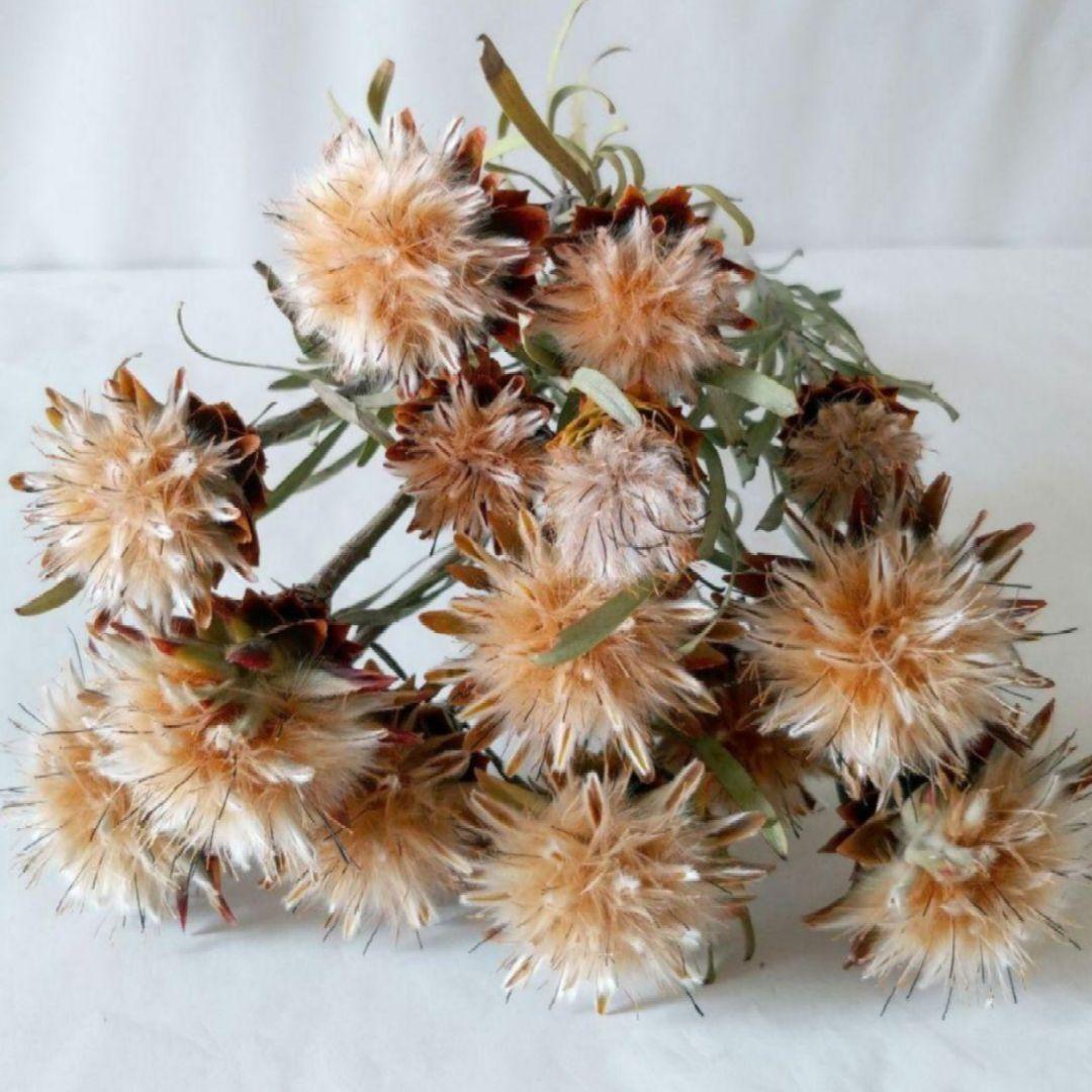 ドライフラワー様