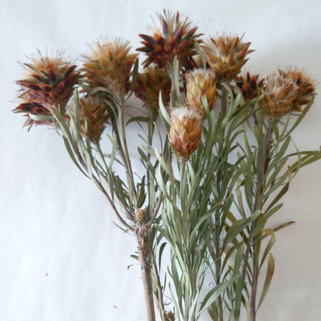 ドライフラワー様