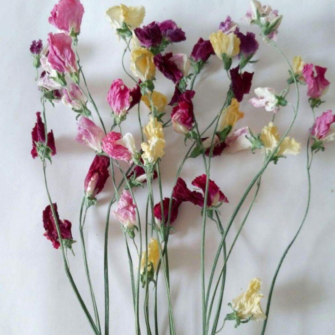 ドライフラワー様