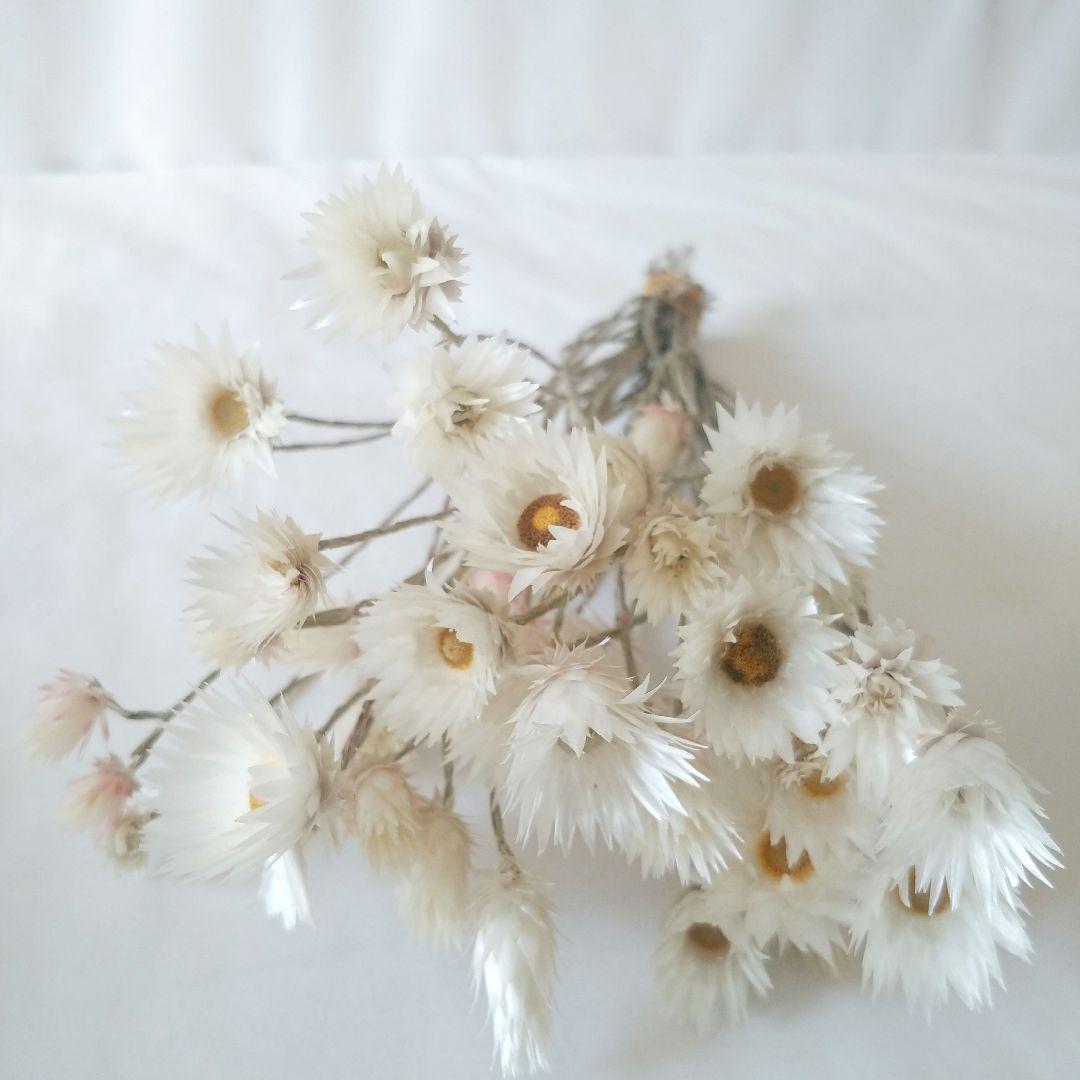 ドライフラワー様