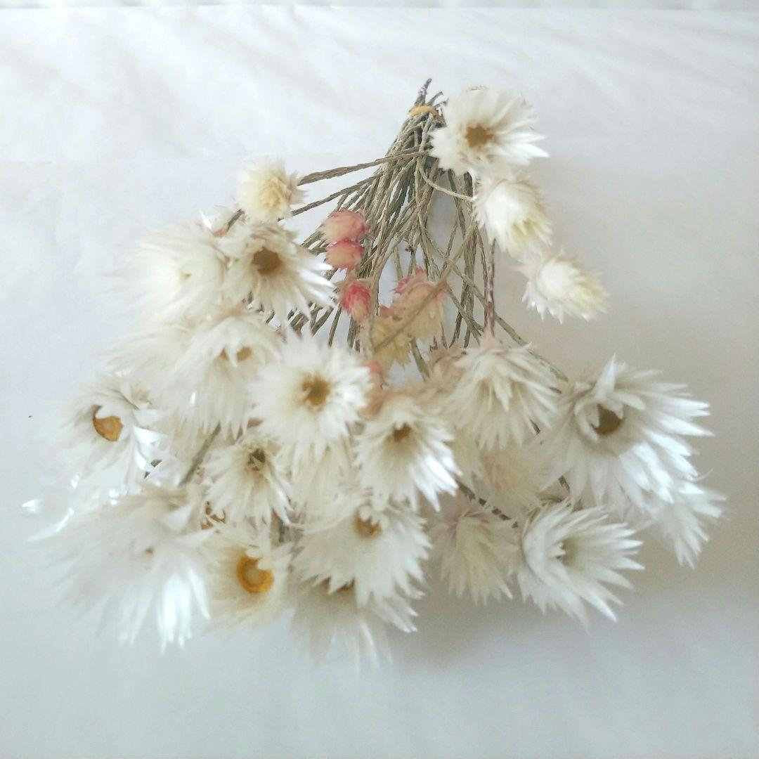 ドライフラワー様