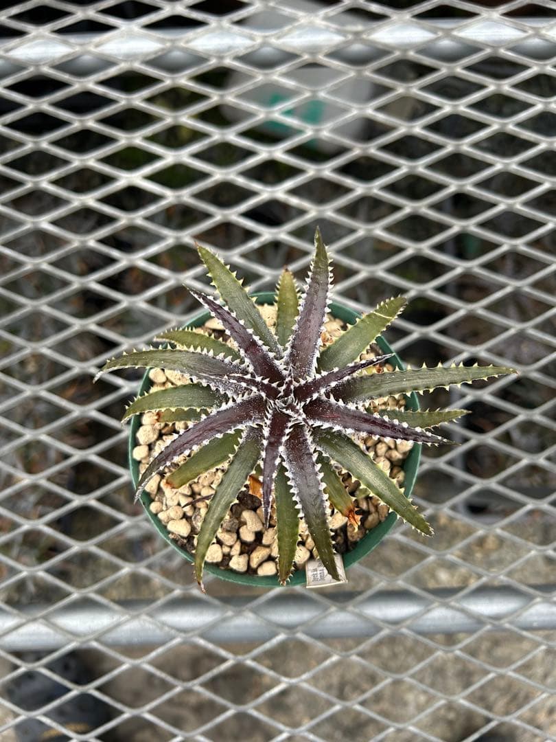 DBディッキア Dyckia Bill Baker hybrid #234