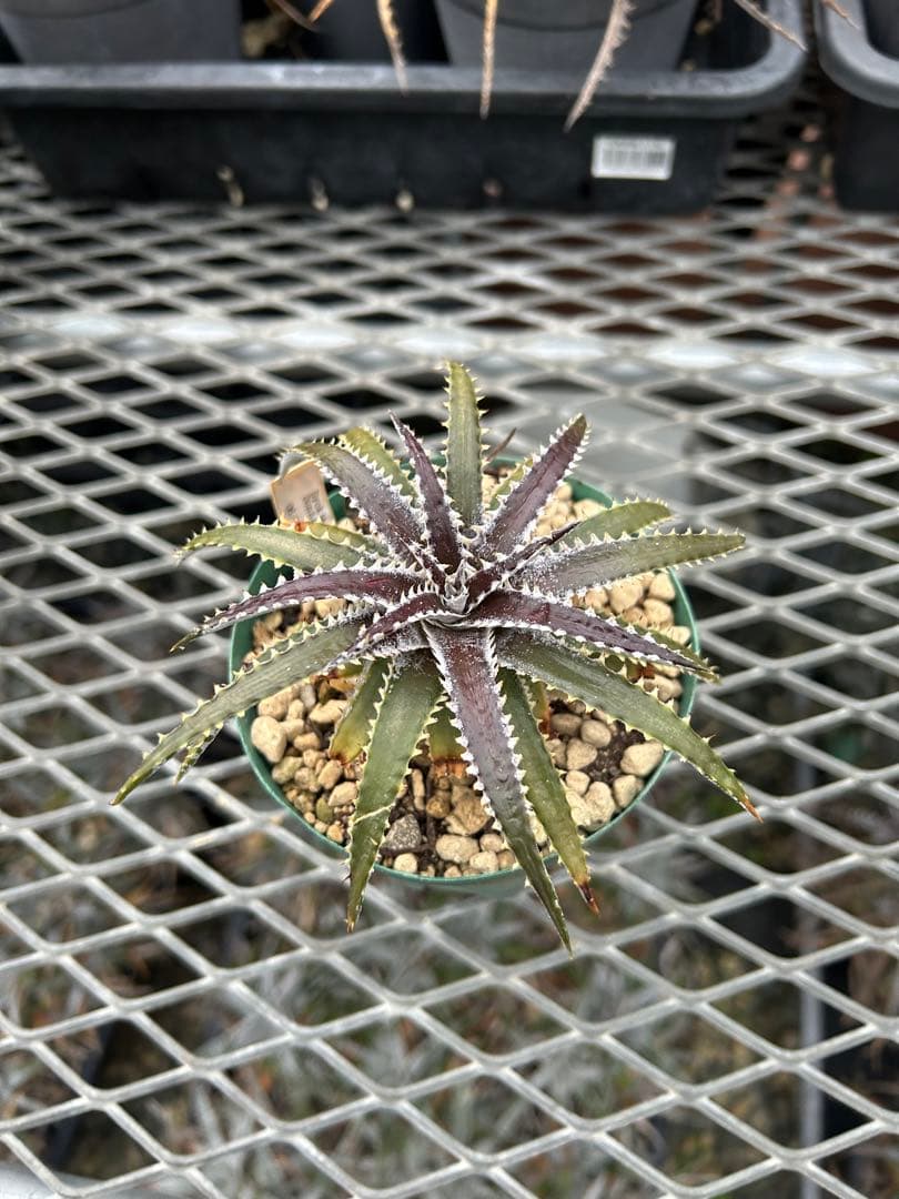 DBディッキア Dyckia Bill Baker hybrid #234