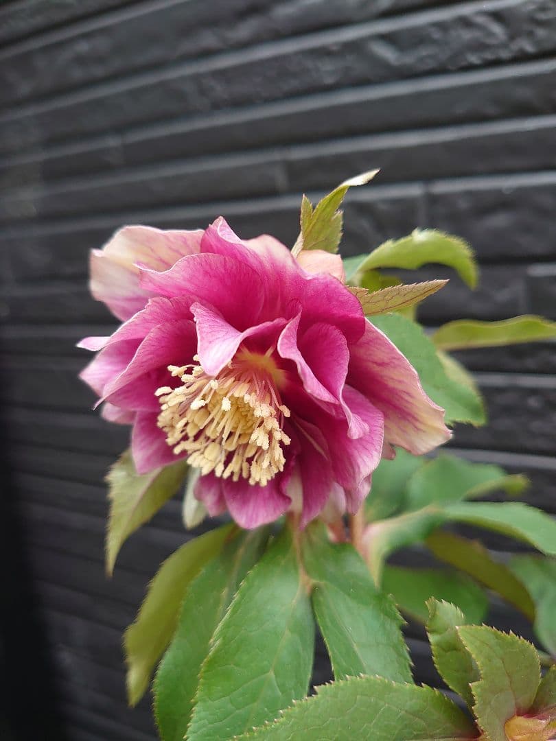 広瀬園芸　クリスマスローズ　Ｄ