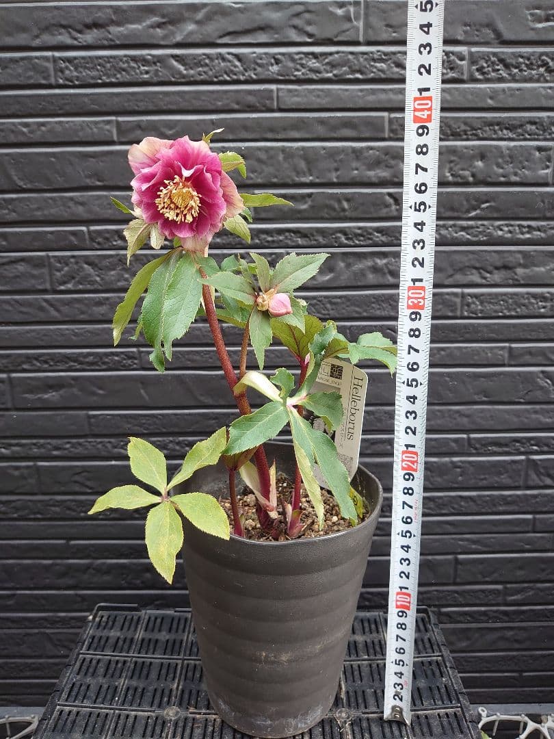 広瀬園芸　クリスマスローズ　Ｄ