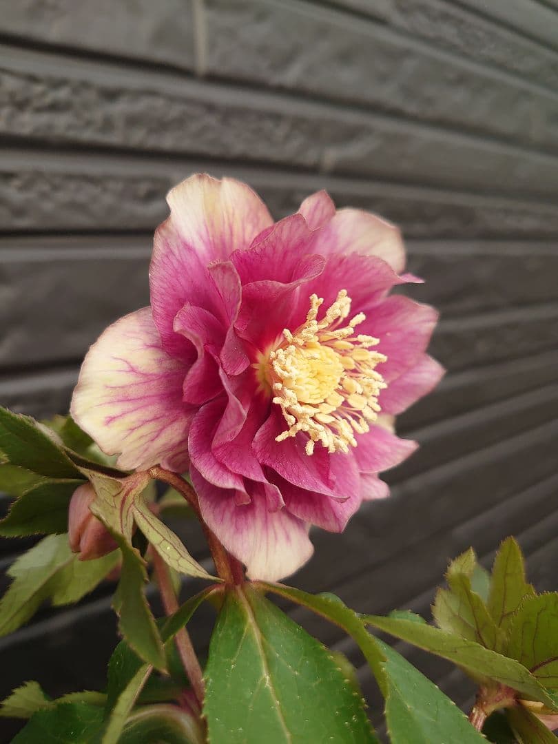 広瀬園芸　クリスマスローズ　Ｄ