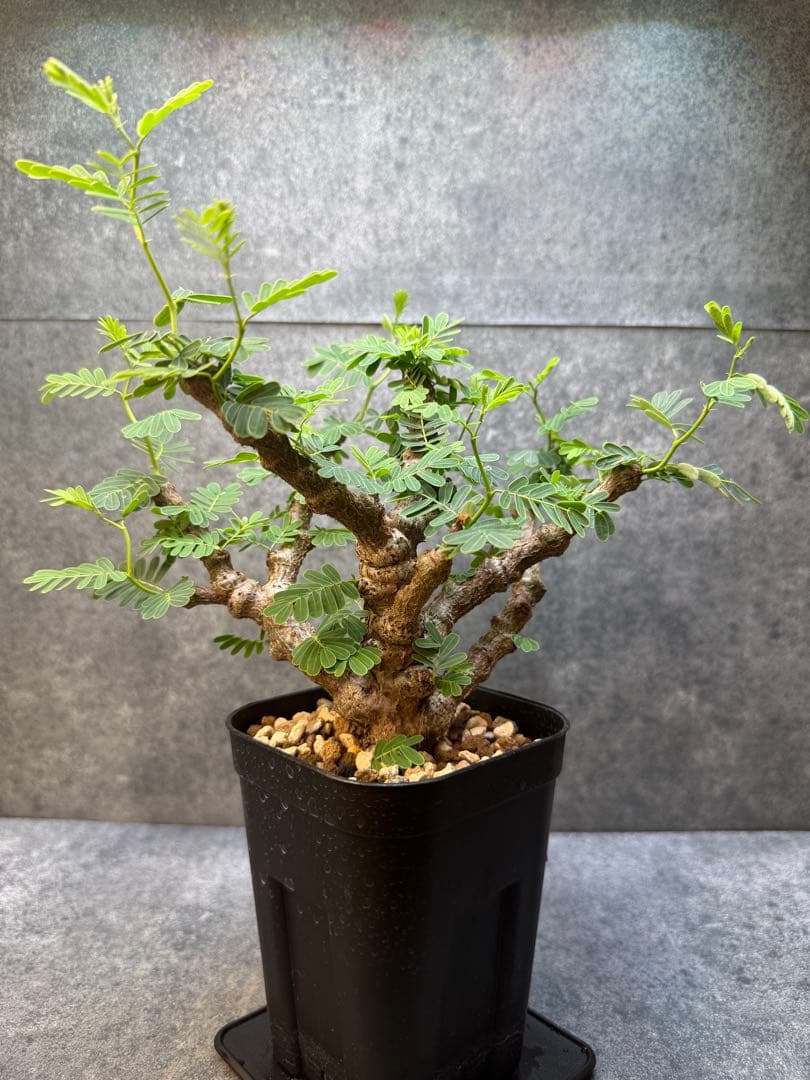 センナ　メリディオナリス　海外実生　発根済み　428