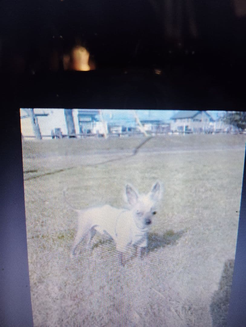 フリル付き白い服のチワワ