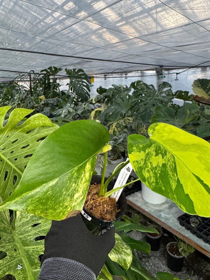 u*o様 K5モンステラ　イエローマリリン　黄斑入り