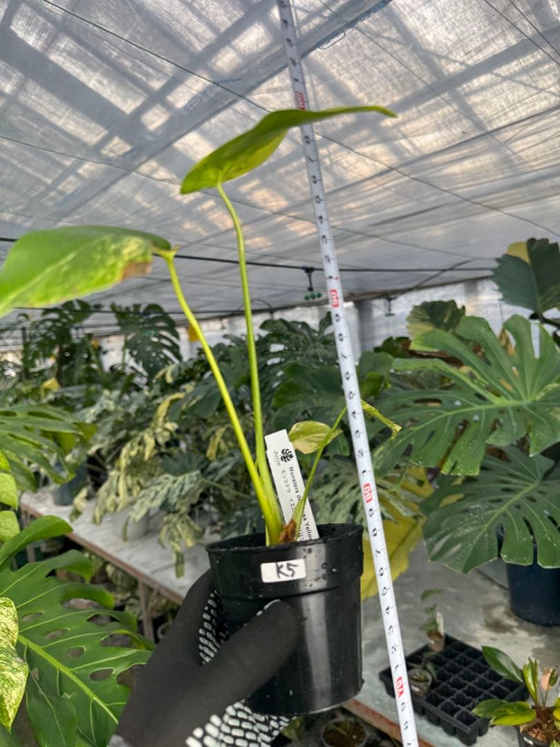 u*o様 K5モンステラ　イエローマリリン　黄斑入り