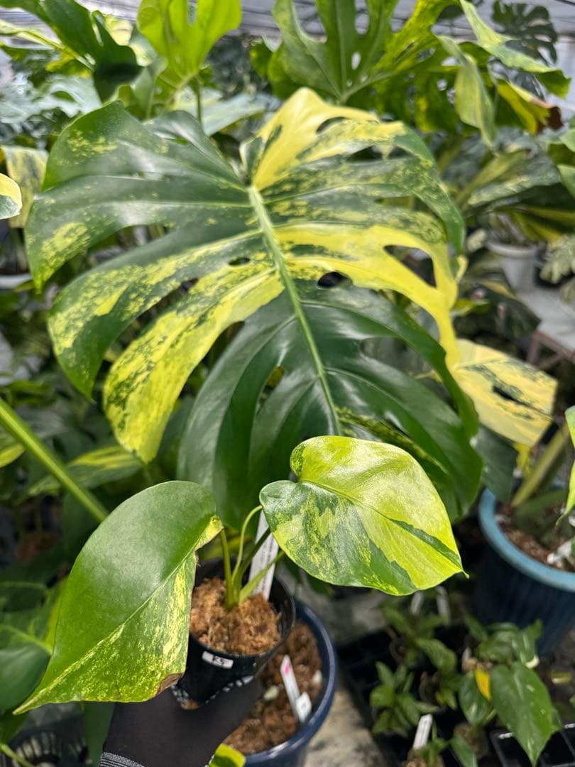 u*o様 K5モンステラ　イエローマリリン　黄斑入り
