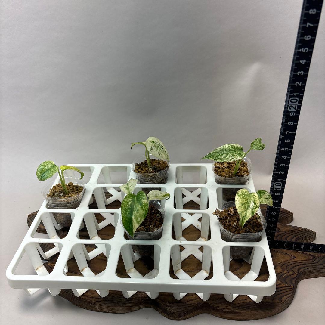 桃*郎様 5株セットms72【特別選抜】ホワイトモンスター／天津蘭 モンステラ斑