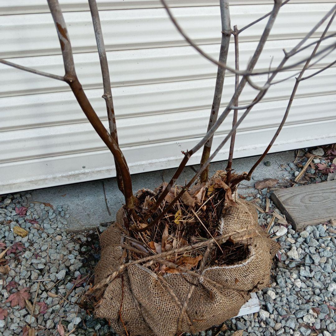 アブラツツジ　株立　山採り　山ドウダンツツジ